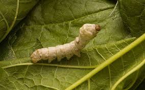 The History Of Silkworms Silkworm Things To Come Ancient China