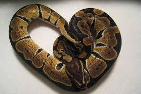 Gypsy A 6 Foot Long Ball Python Missing In Delta Surrey Now Leader