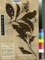 Image result for Corynanthe