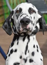 Breeders of merit are denoted by level in ascending order of: Dalmatian Mix Puppies Cheap Online