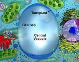 Maybe you would like to learn more about one of these? Struktur Dan Fungsi Vakuola Tumbuhan Info Pendidikan Dan Biologi
