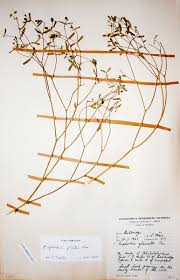 Image result for Euphorbia pfeilii