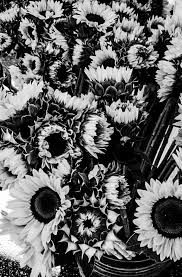 The sunflower wallpaper is known to be an image of constancy, thus it very well may be utilized to show things that one would wish to keep going for limitlessness. Sunflower Wallpaper In Black And White B W Uploaded By Cozychloe Sunflower Black And White Sunflower Wallpaper White Sunflowers