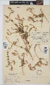 Image result for Pteronia acuminata