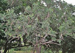 Image result for Dolichandrone alba