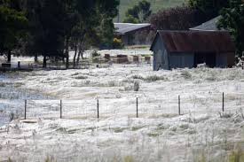 Millions Of Spiders Rain Down On Australia Why Wagga Wagga Australian Spider Spider Web