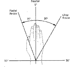 Normal Joint Rom