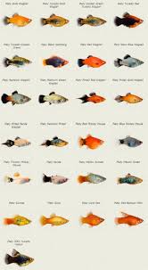 type of aquarium fish tropicalfishfreshwater tropik baliklar akvaryum baligi betta