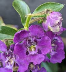 Image result for Englerina schubotziana