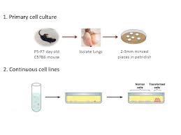 Maybe you would like to learn more about one of these? Cell Culture Cell Lines Transfection And Overexpression Ppt Video Online Download