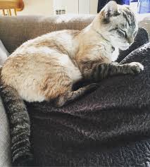 Traits that make LPS Different than LP DSH : r/lynxpointsiamese