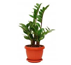 Maybe you would like to learn more about one of these? Zz Plant Zamioculcas Zamiifolia Description And Care Guide