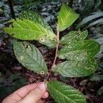 Image result for Dichapetalum