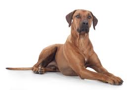 Er stammt aus zimbabwe und südafrika und wurde einst für die großwildjagd eingesetzt. Rhodesian Ridgeback Rassebeschreibung Zooplus Hundemagazin