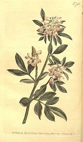 Image result for Indigofera ischnoclada