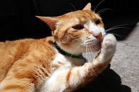 Cats are born with claws just as humans are born with fingernails. Things To Consider Before Declawing A Cat Lovetoknow