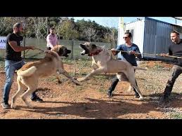100 Kiloluk Dev Turk Aslani Turkiye De Boylesi Yok Giant Dog Kangal Malakli Anadolucobankopegi Youtube