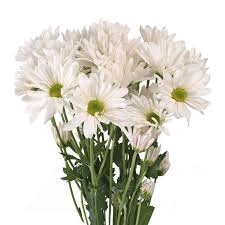 Cropped view of smiling florist cutting steam near flowers of blurred foreground. White Daisies Fresh Cut Flowers 60 Stems By Bloomingmore Walmart Com Walmart Com