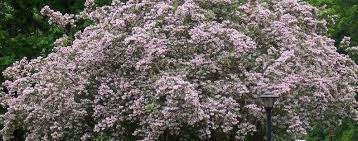 Kolkwitzia Species Beauty Bush Beautybush Kolkwitzia Amabilis