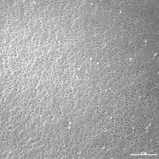 Monolayer cultures are essential for anchorage dependent cells. 638 Questions With Answers In Primary Cell Culture Scientific Method
