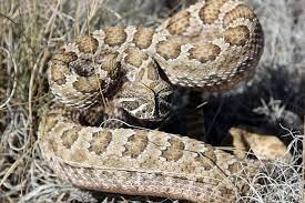 Prairie Rattlesnake Rattlesnake Reptiles Snake