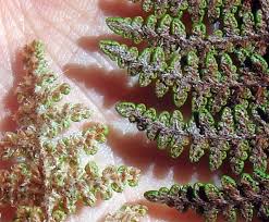 Image result for Cheilanthes similis