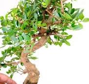 Pistachio Bonsai Tree in Sea Blue Pot | Twisty & Chunky