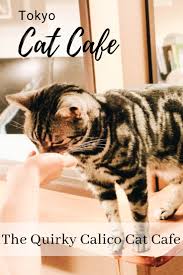 Humans seem to have always needed the comfort of animal companionship. You Can Find Some Of The Best Things In Tokyo S Shinjuku District Like The Calico Cat Cafe It S A Cute Coffee Shop With Lots Of Feli Cat Cafe Calico Cat Cats