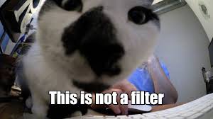 The impeachment trial of president trump day 3. A Response To The Lawyer S Cat Filter On Zoom