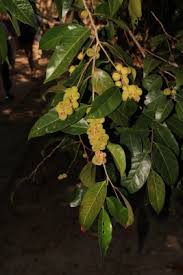 Image result for Peraceae