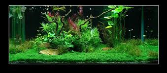 To aid in your designing process this page is filled with some stunning examples of aquascaping. Easy Life Aquascaping Aga Easy Life