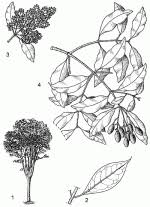Image result for Olea capensis