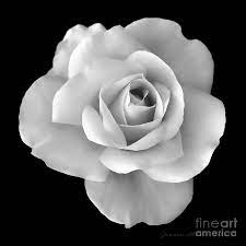 Maybe you would like to learn more about one of these? Pin By Roberta Brown On Black And White White Rose Flower Black And White Roses White Rose Tattoos