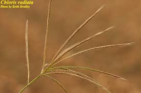 Image result for Chloris