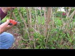 Gardening How To Prune Butterfly Shrubs Youtube