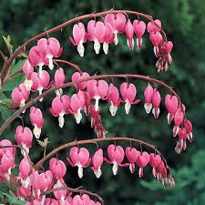 I have seen catalogs that advertise passion flower vine 'maypop' as being hardy to zone 5. Perennials From Gurney S Perennials Flowers And Bulbs