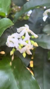 Image result for Tabernaemontana crassa