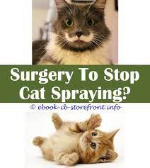 10 Shocking Stop Cats From Spraying In Garden Cat Repellant Male Cat Spraying Cats
