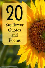 Check spelling or type a new query. 20 Best And Happiest Sunflower Quotes Poems And Sayings Holidappy