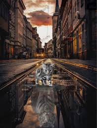 Check spelling or type a new query. 101 Gambar Gambar Kucing Jadi Harimau Terlihat Cantik
