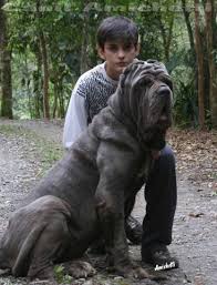 Canil De Mastim Napolitano Em Sp Petclube Filhotes Caes Bully Gatos Gigantes Criadores Ecologicamente Corretos Mastim Napolitano Mastino Napoletano