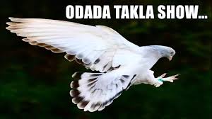 Odada Takla Show Oyun Kusu Videolari Guvercin Videolari Izle Youtube