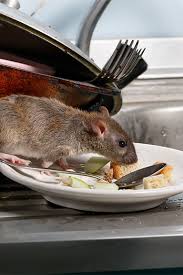Accurate pest control offers complete pest management in staten island. Syracuse Pest Control Residential Commercial Extermination Ppc
