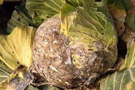 Cabbage, which is often lumped into the same category as lettuce because of their similar appearance, is actually a part of the cruciferous vegetable family. Identify Prevent And Treat Common Cabbage Diseases Gardener S Path