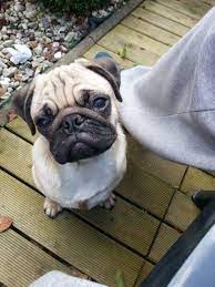 Ich suche für cato (9) einen neuen liebevollen platz. Mops Sucht Neues Zuhause 866342