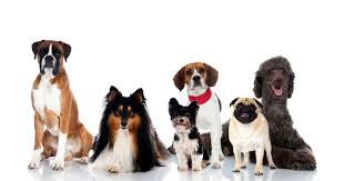 Trying to decide what types of dogs are right for you and your family? Most Popular Dog Breeds In The U S Cbs News