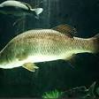 Barramundi