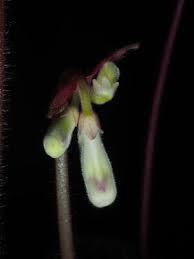 Image result for Vernonia gerberiformis