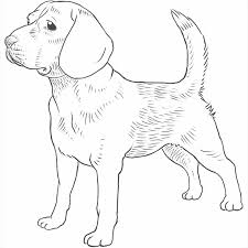 We focus on every detail like from furry dog and greyhounds to puppies, poodles and dalmatians, we can teach you how to draw all kinds of pooches and make them come alive on paper. Beagle Dog Breed Information Dog Breeds List