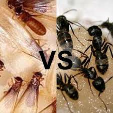 Lastly, do you notice any mud tubes? Carpenter Ants Vs Termites Professional Exterminators In Ny Vt